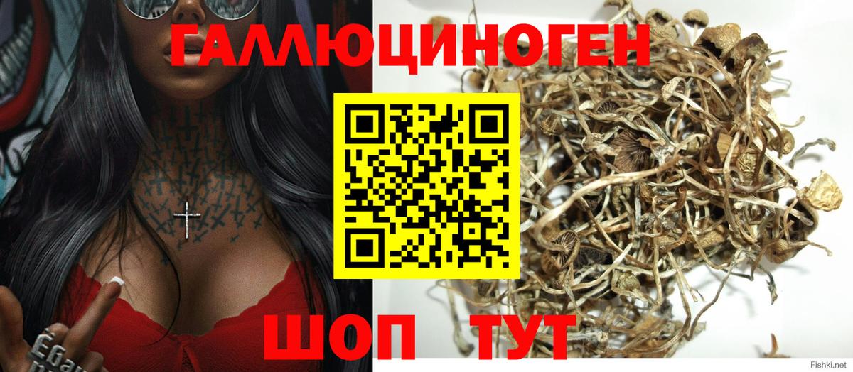 Обнинск  Псилоцибиновые грибы Cubensis  Вход с VPN 